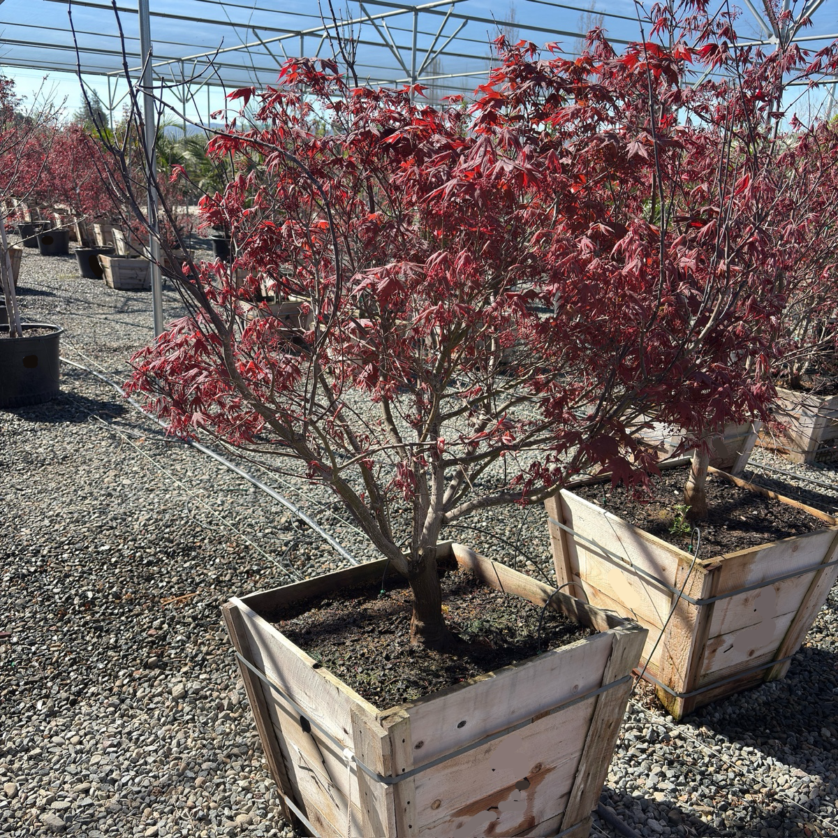 Bloodgood Japanese Maple