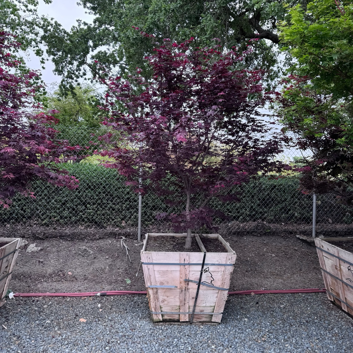 Bloodgood Japanese Maple in a wooden crate on a gravel surface with a fence and other trees in the background