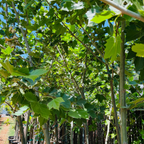 Bloodgood London Plane