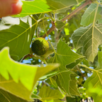 Bloodgood London Plane