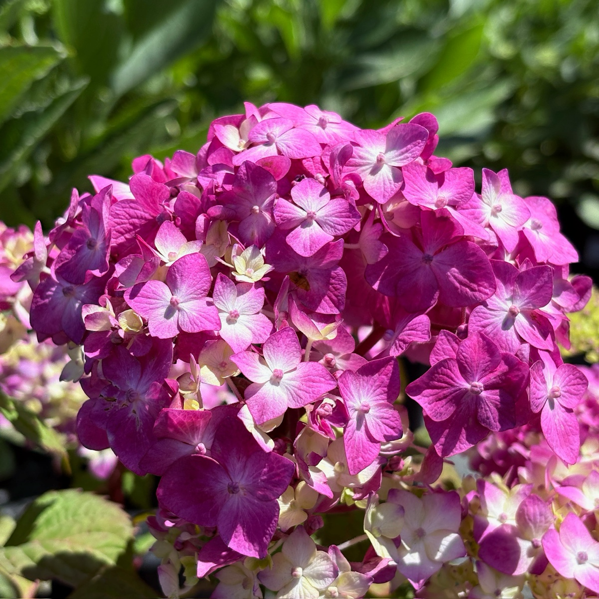 BloomStruck ES® Hydrangea