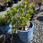 BloomStruck ES® Hydrangea