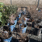 BloomStruck ES® Hydrangea