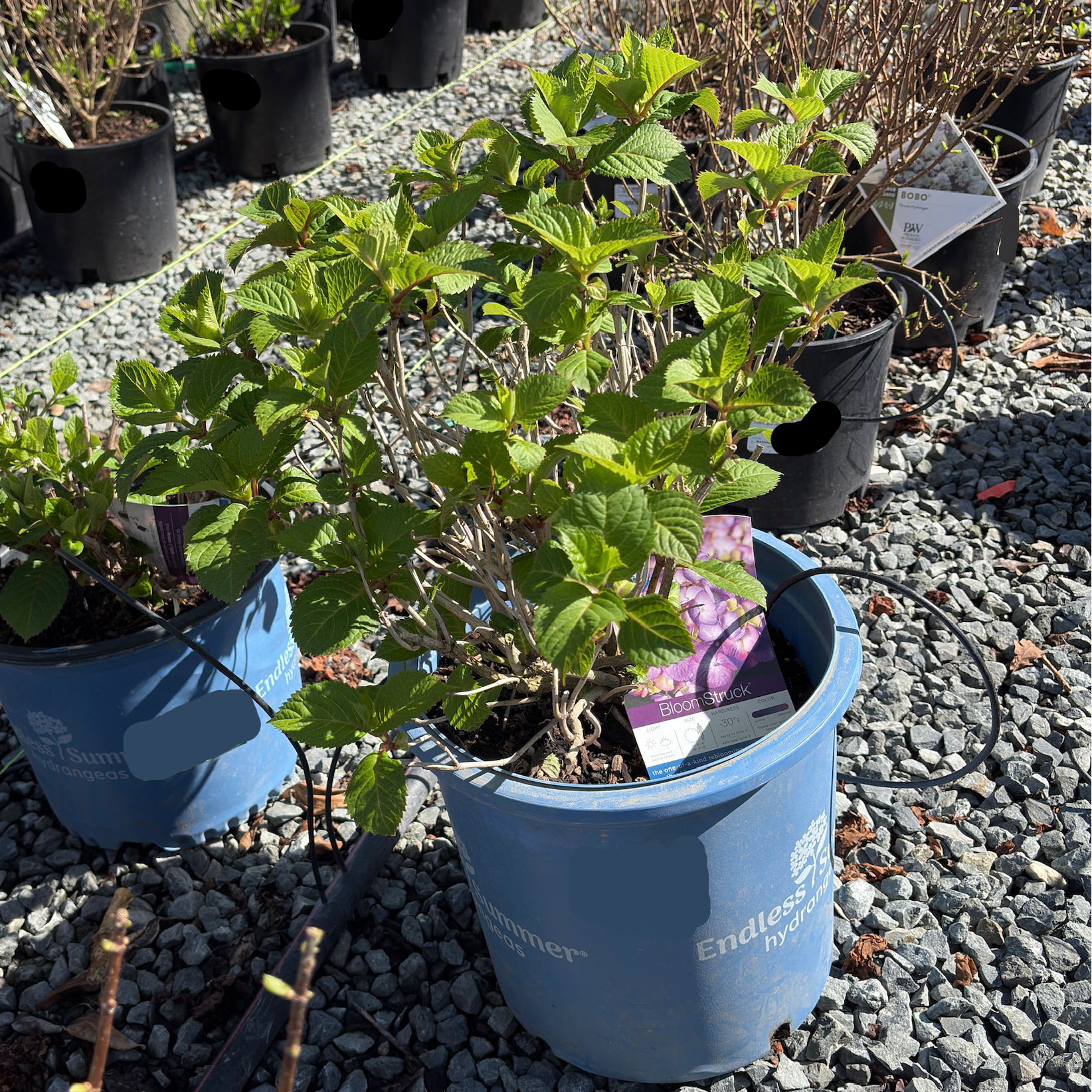 BloomStruck ES Hydrangea