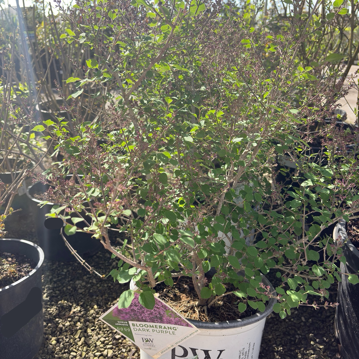 Bloomerang Dark Purple Lilac
