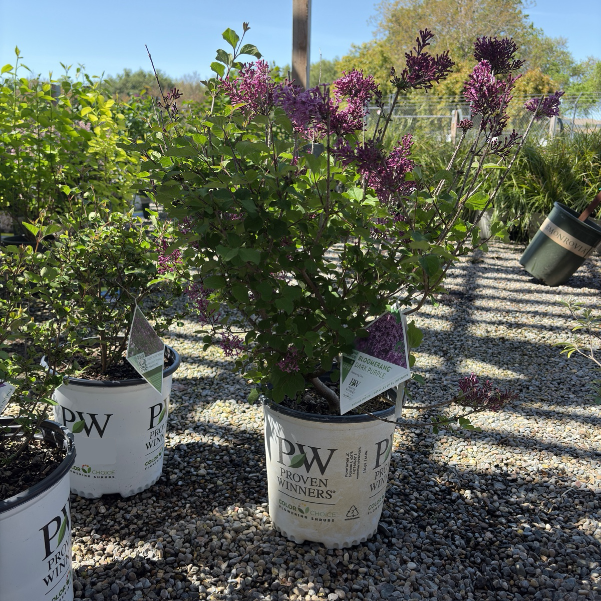 Bloomerang Dark Purple Lilac