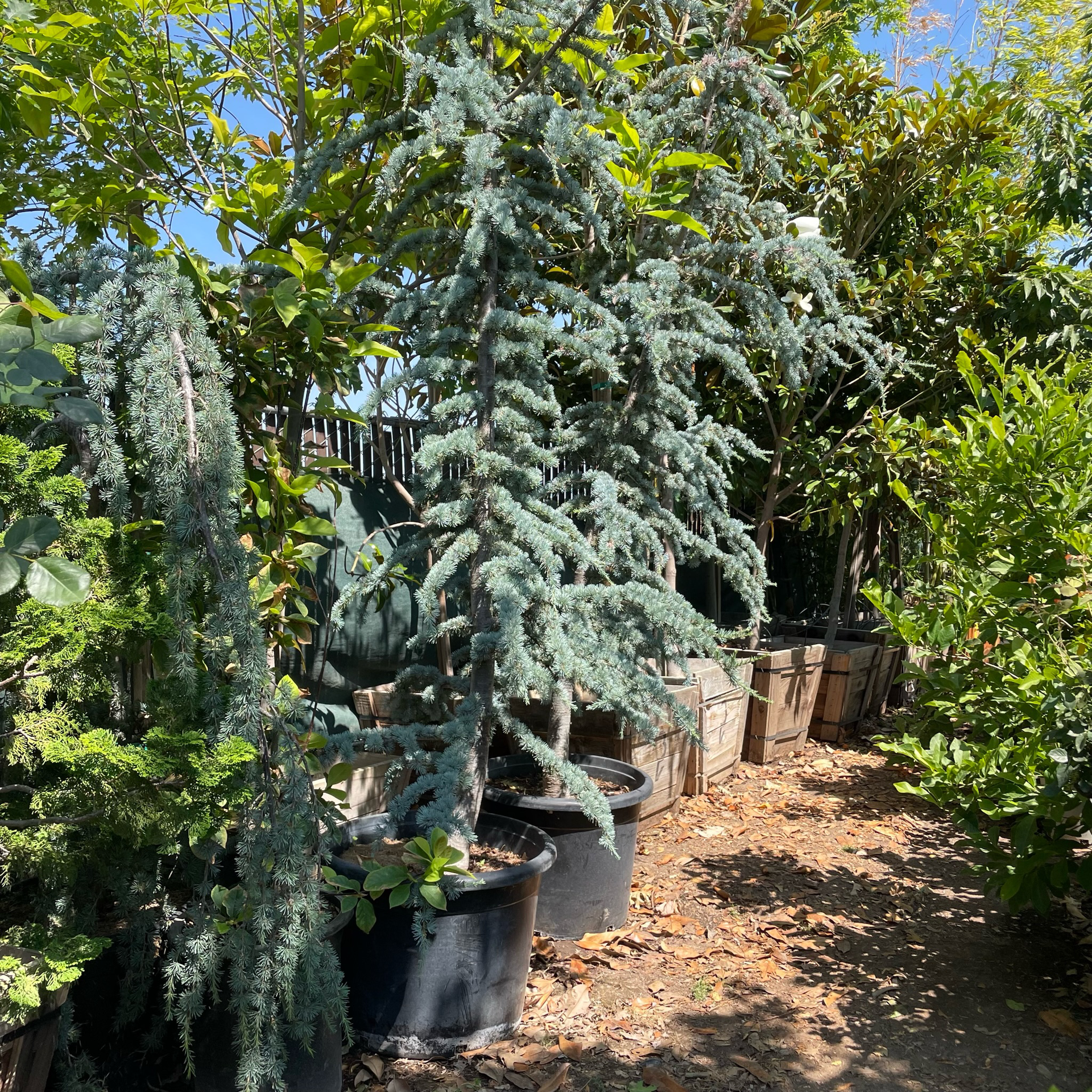 Blue Atlas Cedar | Striking Silver-Blue Evergreen Tree – Victory