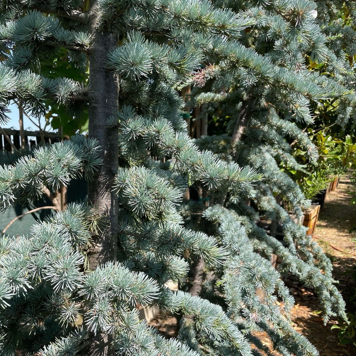 Blue Atlas Cedar