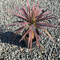 Blue Boy Spanish Bayonet
