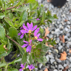 Blue Brilliance Fan Flower