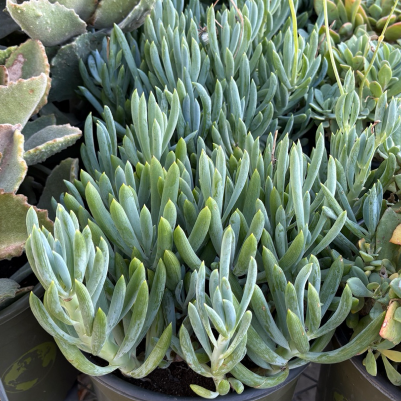 chalk succulents Blue Chalk Sticks