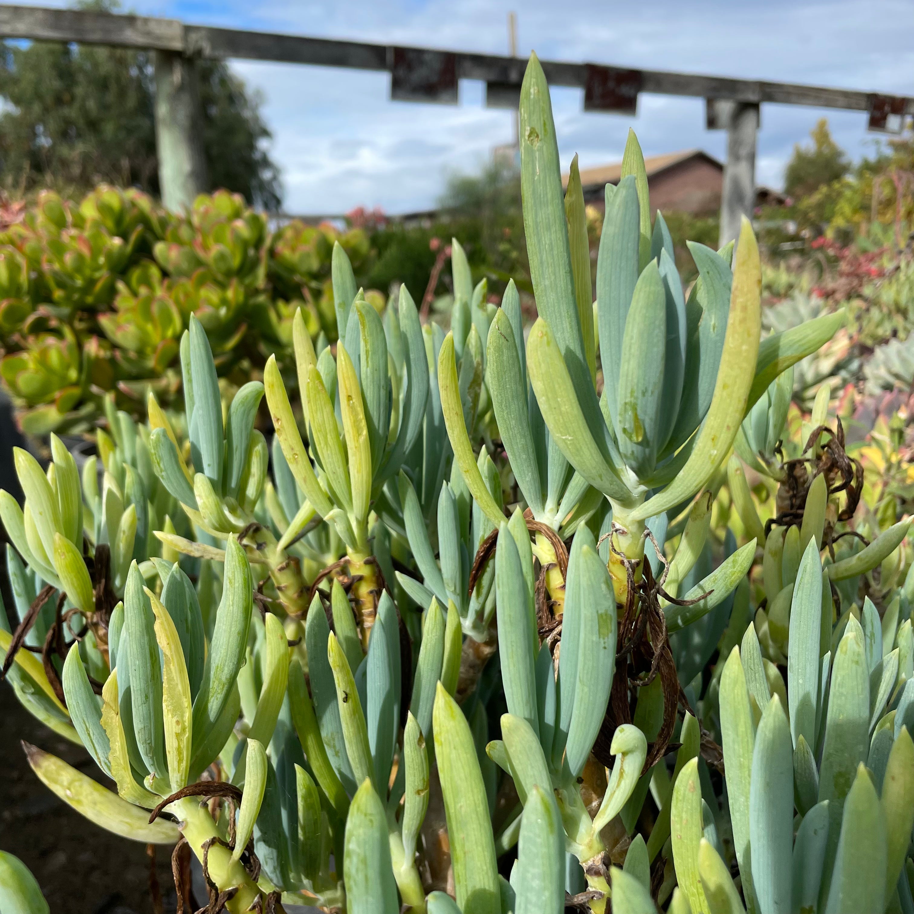 walking stick succulent Blue Chalk Sticks