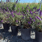 Blue Chip Dwarf Butterfly Bush