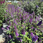 Blue Chip Dwarf Butterfly Bush