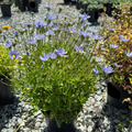 Blue Daisy