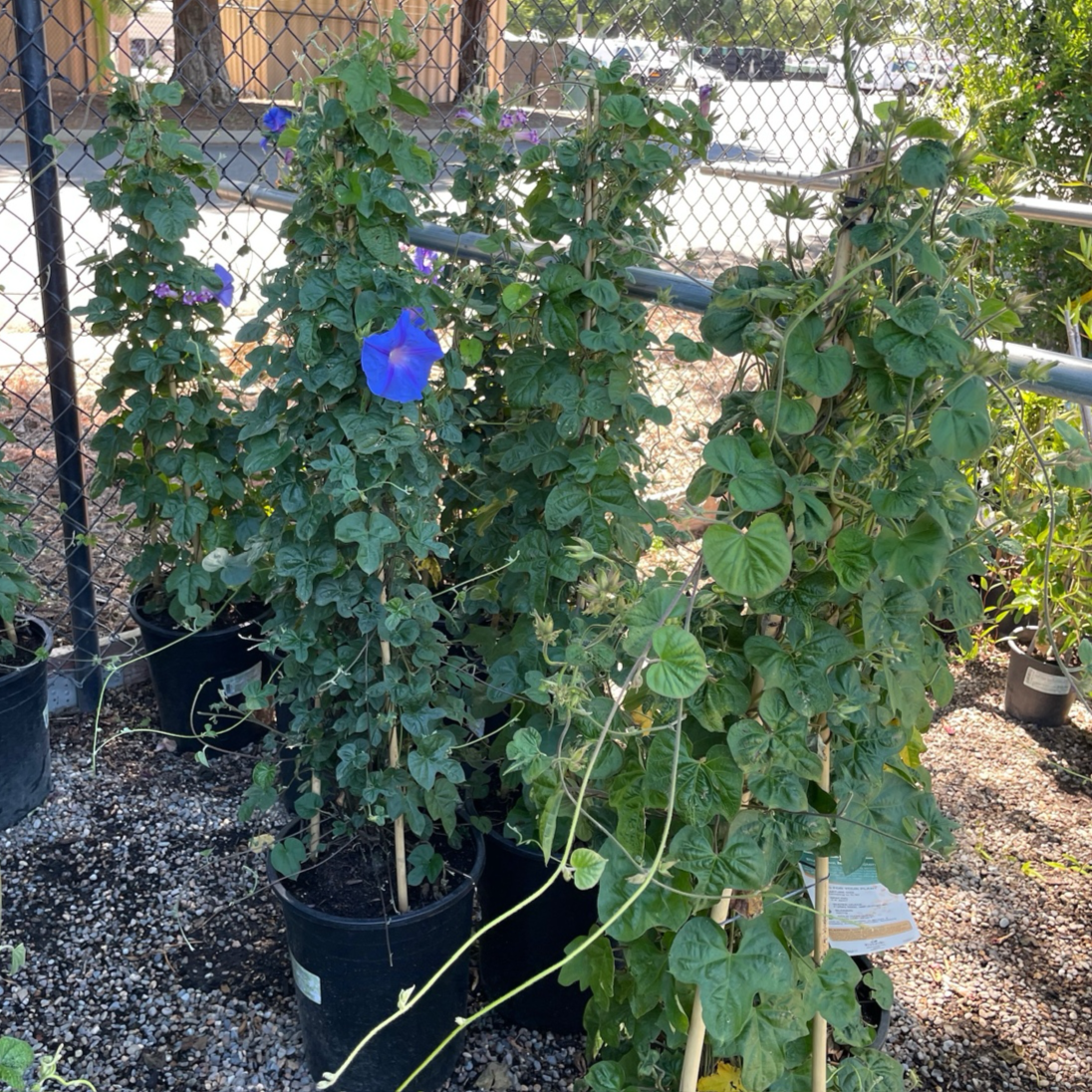 Blue Dawn Morning Glory Vine