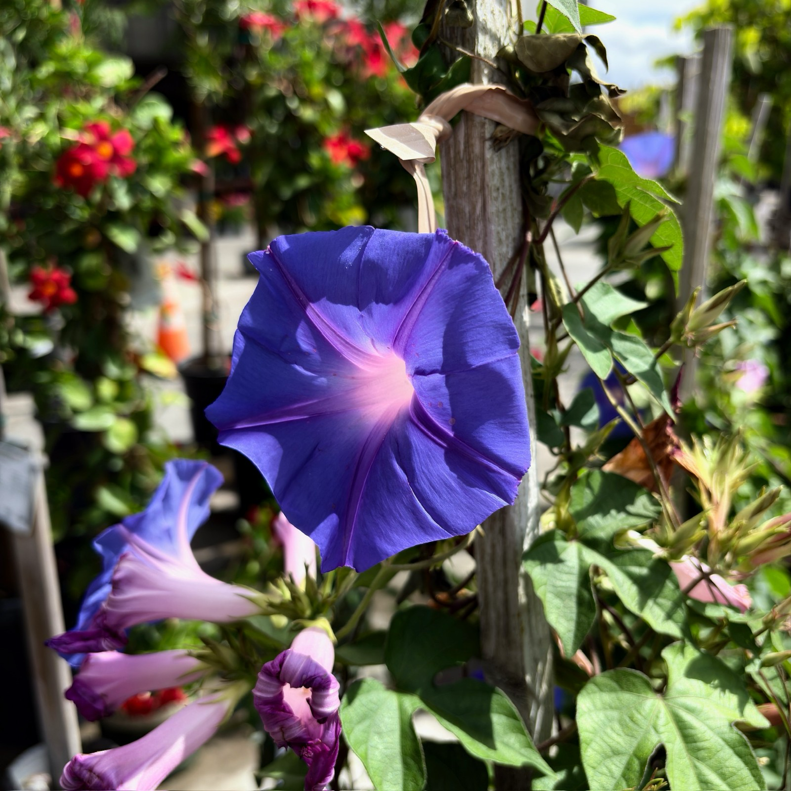 Blue Dawn Morning Glory Vine