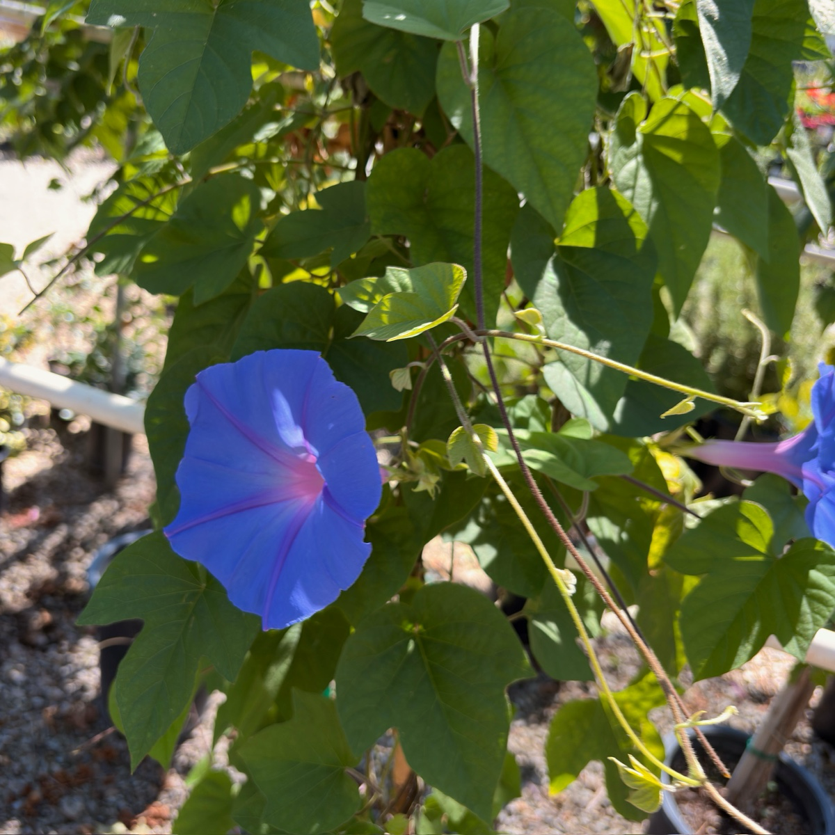 Blue Dawn Morning Glory Vine