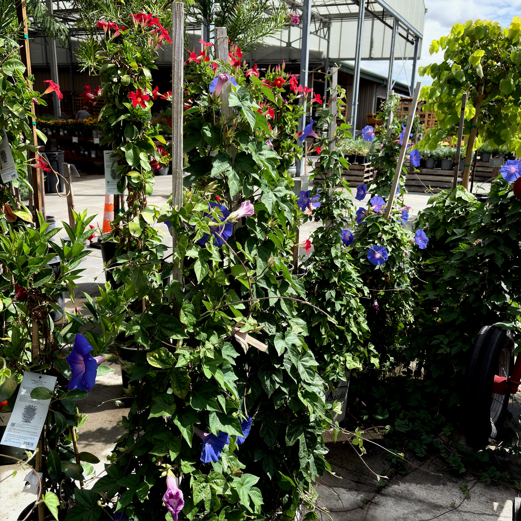 Blue Dawn Morning Glory Vine
