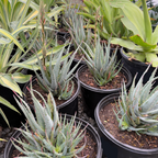 Blue Elf Aloe