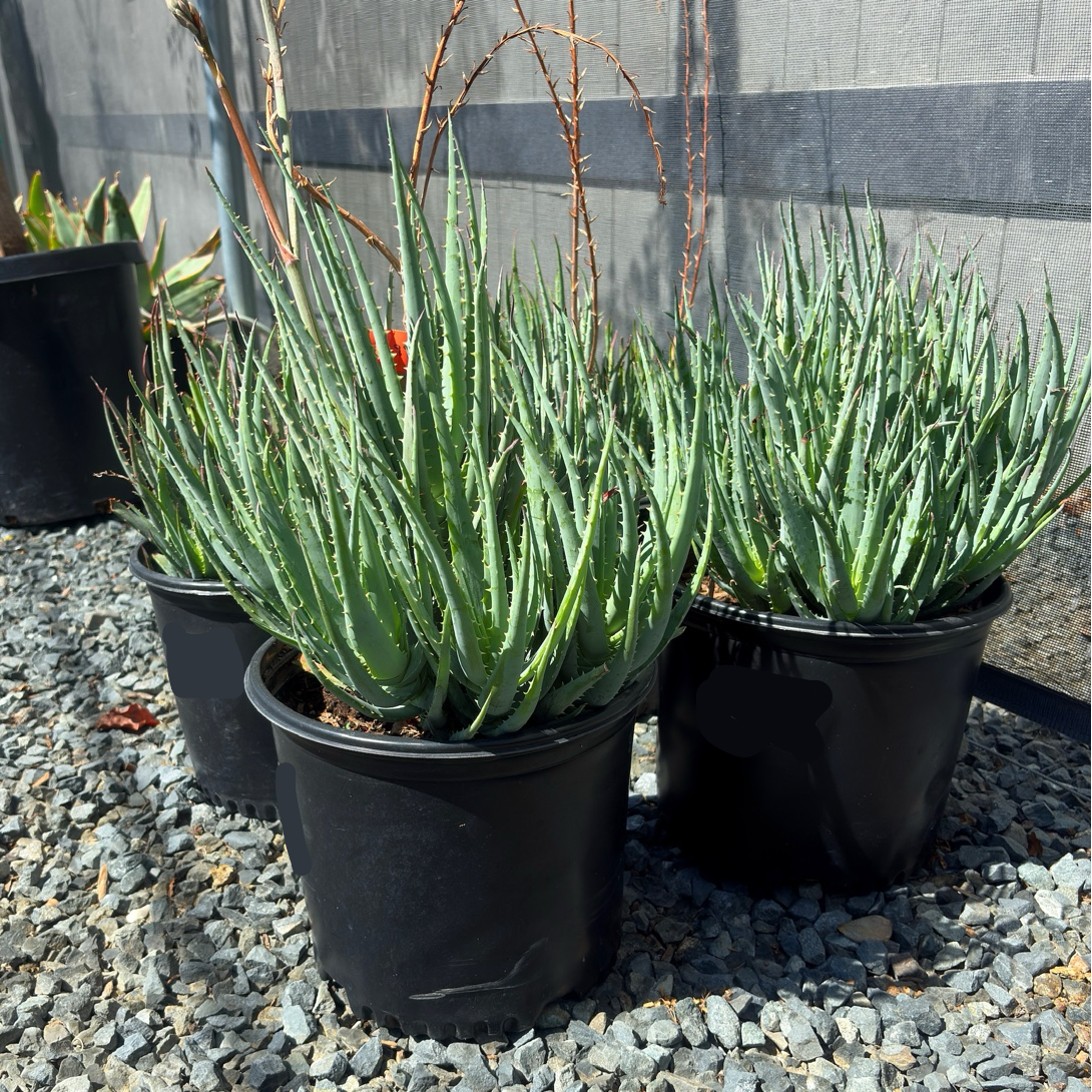 Blue Elf Aloe