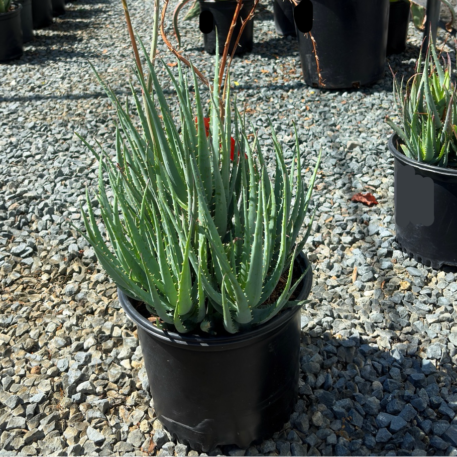 Blue Elf Aloe
