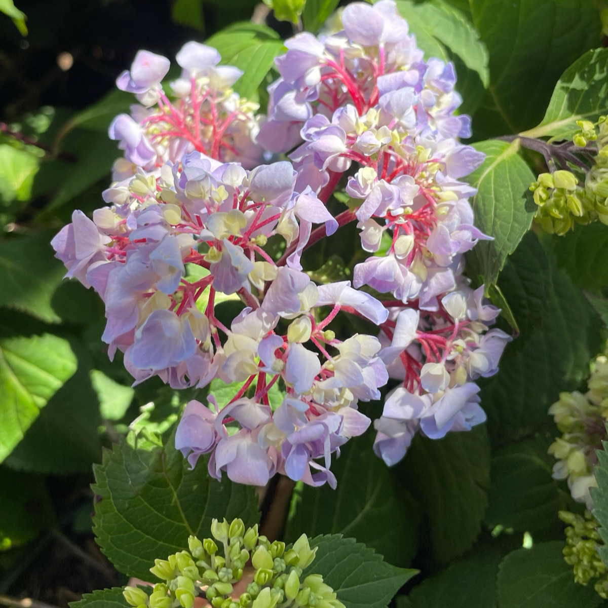Blue Enchantress® Bigleaf Hydrangea