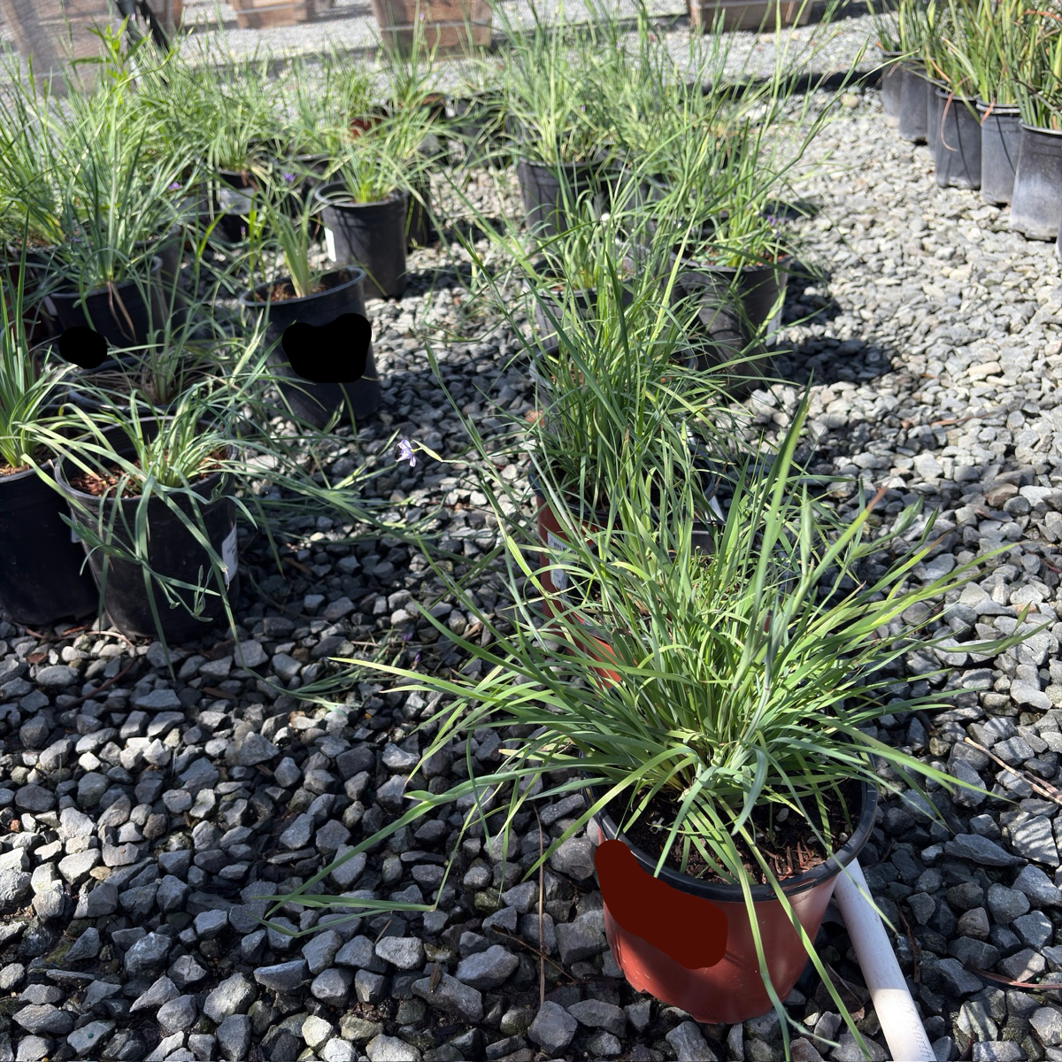 Potted Blue Eyed Grass on a bed of small stones