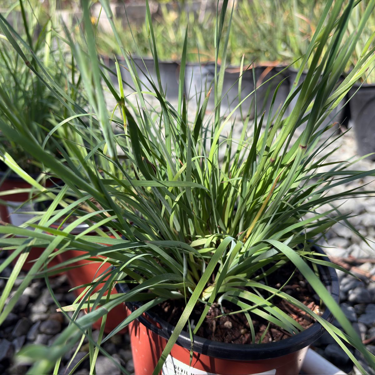 Potted Blue Eyed Grass with long green leaves in a garden setting