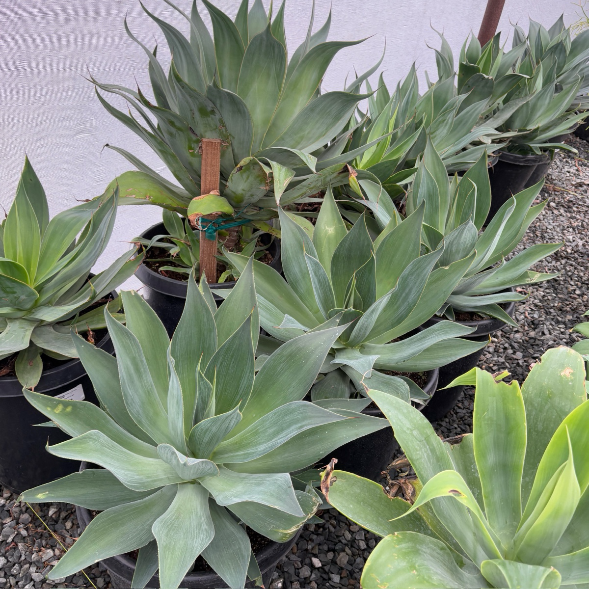 agave succulent Blue Flame Agave