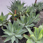 Blue Flame Agave