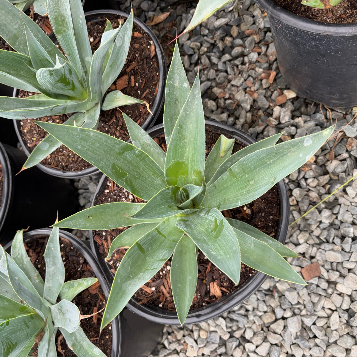 flame plant succulent Blue Flame Agave