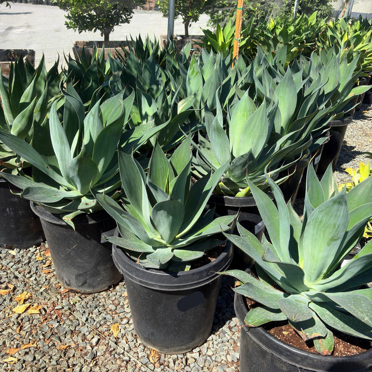 Blue Flame Agave