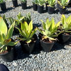 Blue Flame Agave