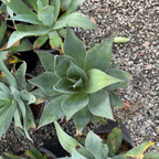 Blue Flame Agave