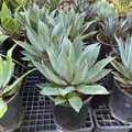 Blue Flame Agave