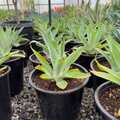 Blue Fox Tail Agave
