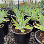 Blue Fox Tail Agave
