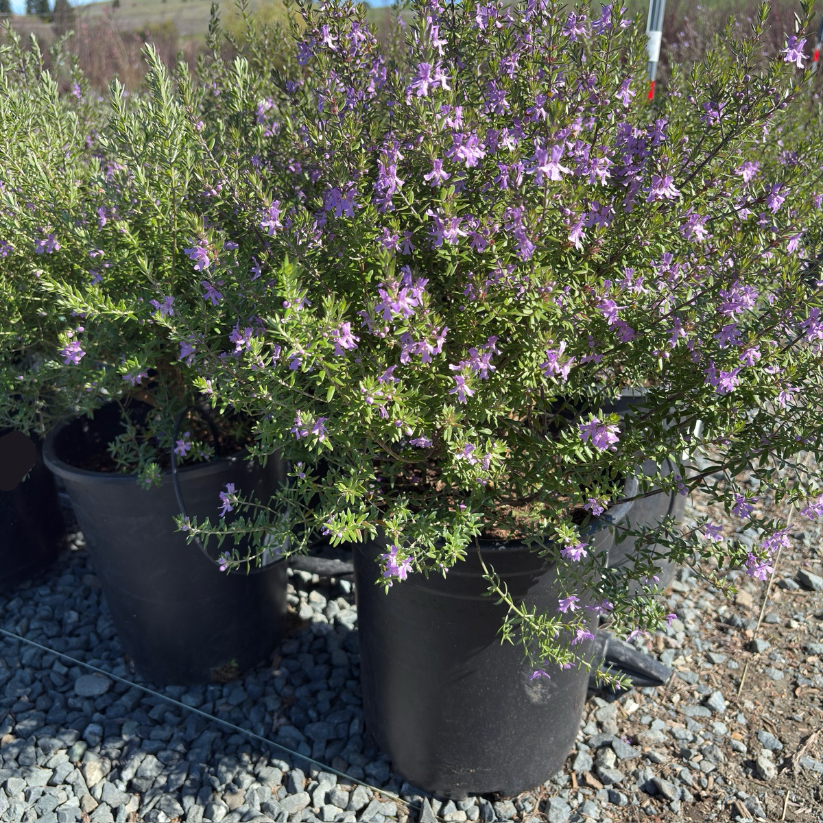 Blue Gem Coast Rosemary
