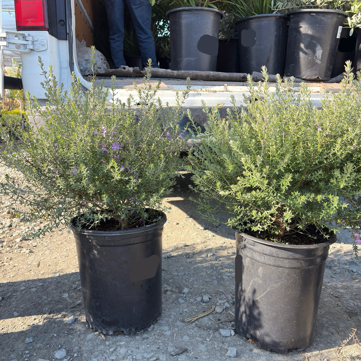 Blue Gem Coast Rosemary