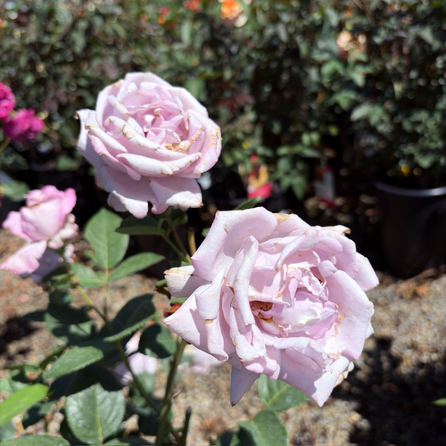 Blue Girl Rose (Rosa 'KORgi') | Silvery Lavender Hybrid Tea Rose