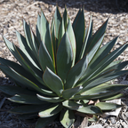 Blue Glow Agave