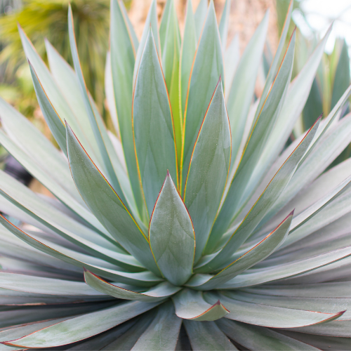 Close-up of a succulent plant Blue Glow Agave with green leaves