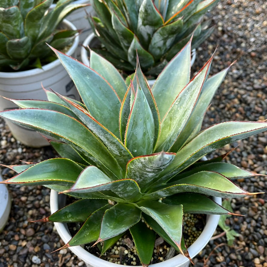 agave blue glow succulent Agave 'Blue Glow' 5 Gal