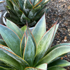 Blue Glow Agave