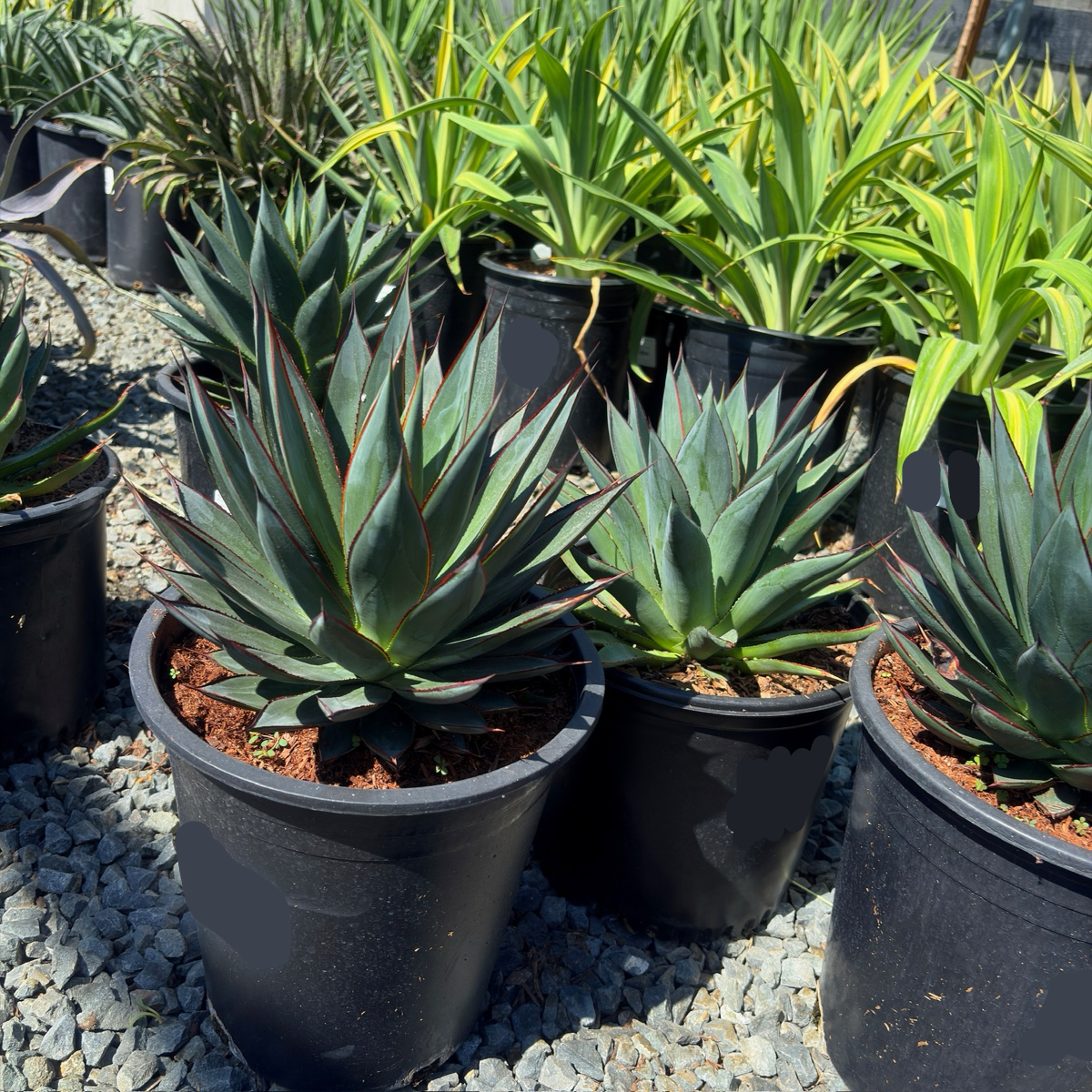 Blue Glow Agave