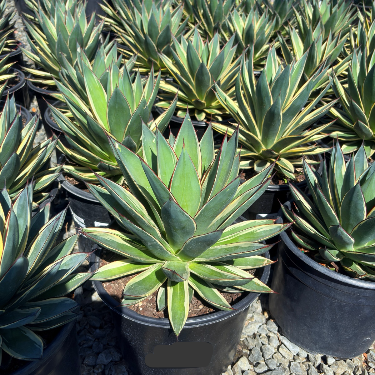 Blue Glow Variegated Agave