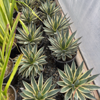 Blue Glow Variegated Agave