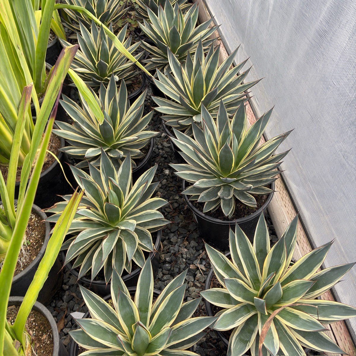 Blue Glow Variegated Agave