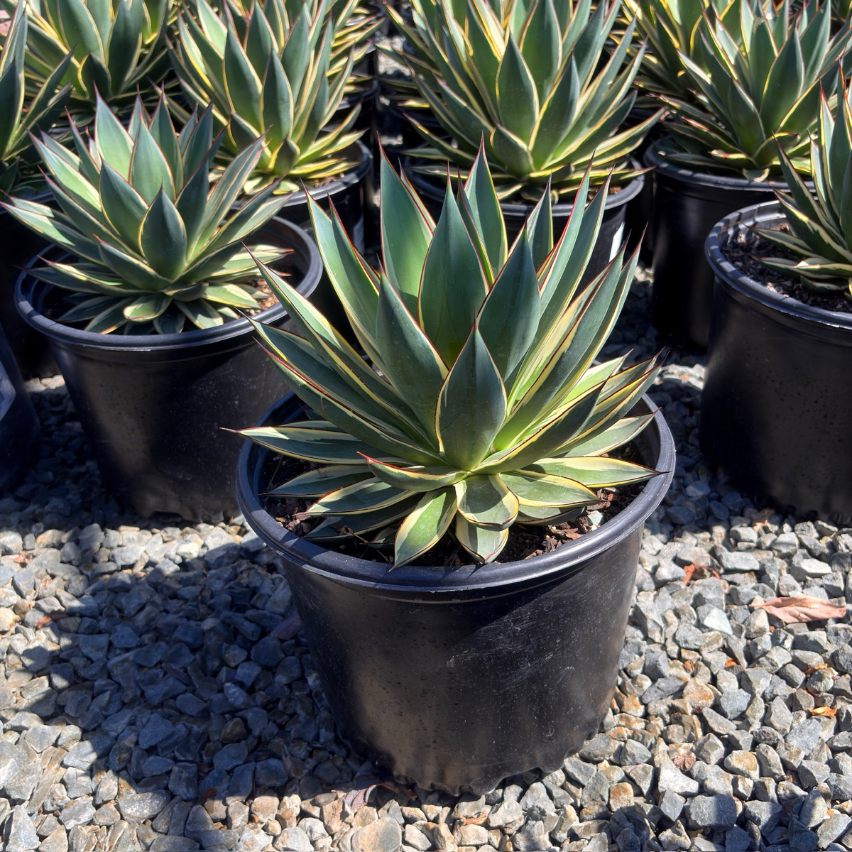 Blue Glow Variegated Agave